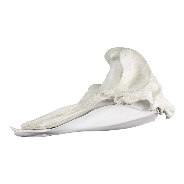 Replica Cuvier's Beaked Whale Skull