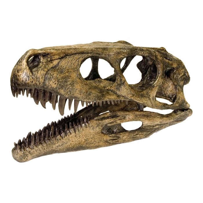 Replica Herrerasaurus Skull