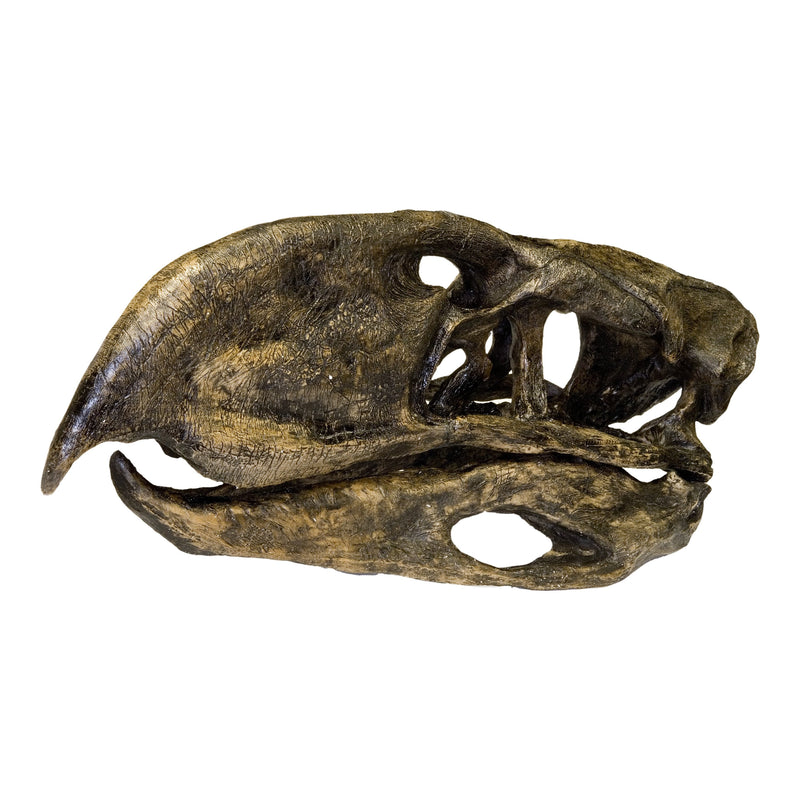 Replica Phororhacos Skull