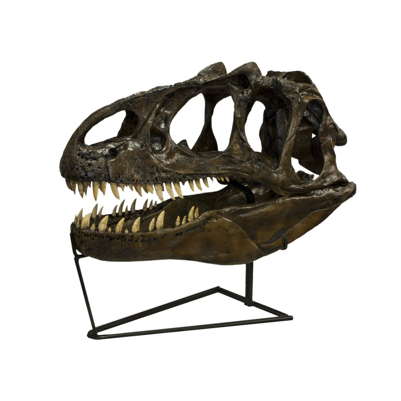 Replica Allosaurus Skull (Actual Size)