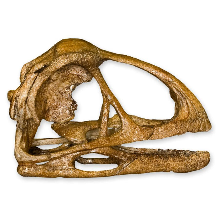 Replica Avimimus Skull