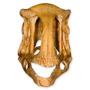 Replica Avimimus Skull