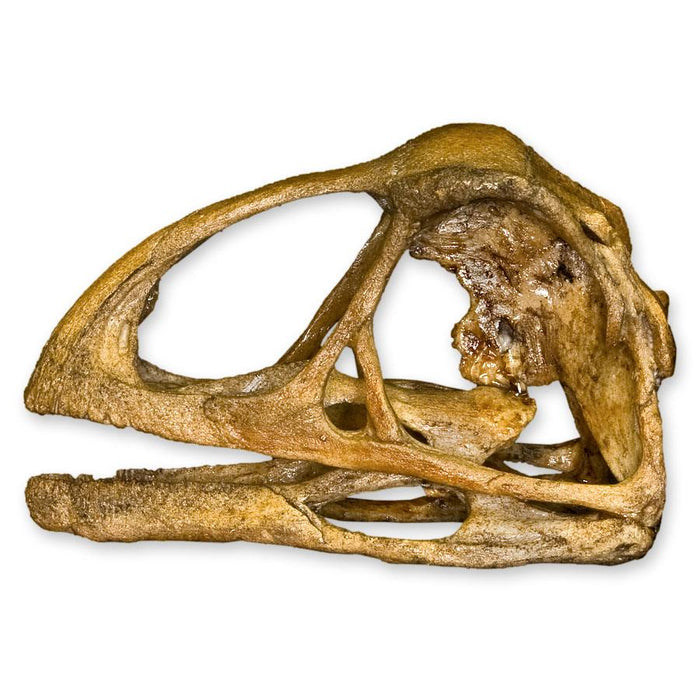 Replica Avimimus Skull