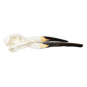 Replica Black Skimmer Skull