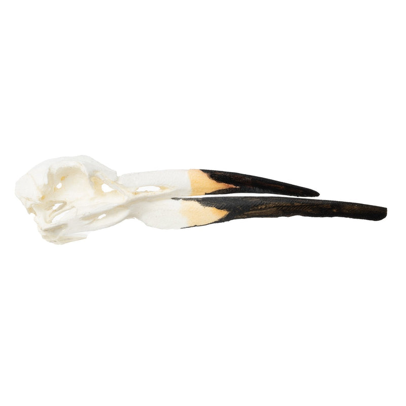 Replica Black Skimmer Skull