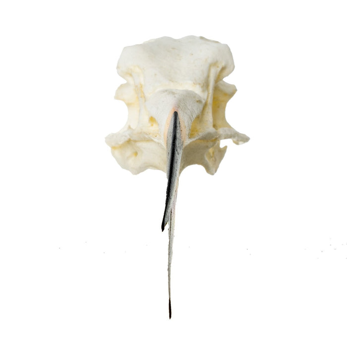 Replica Black Skimmer Skull