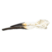 Replica Black Skimmer Skull