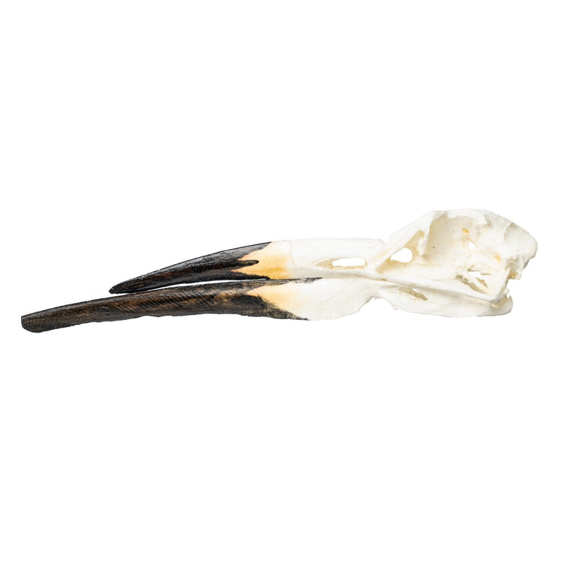 Replica Black Skimmer Skull