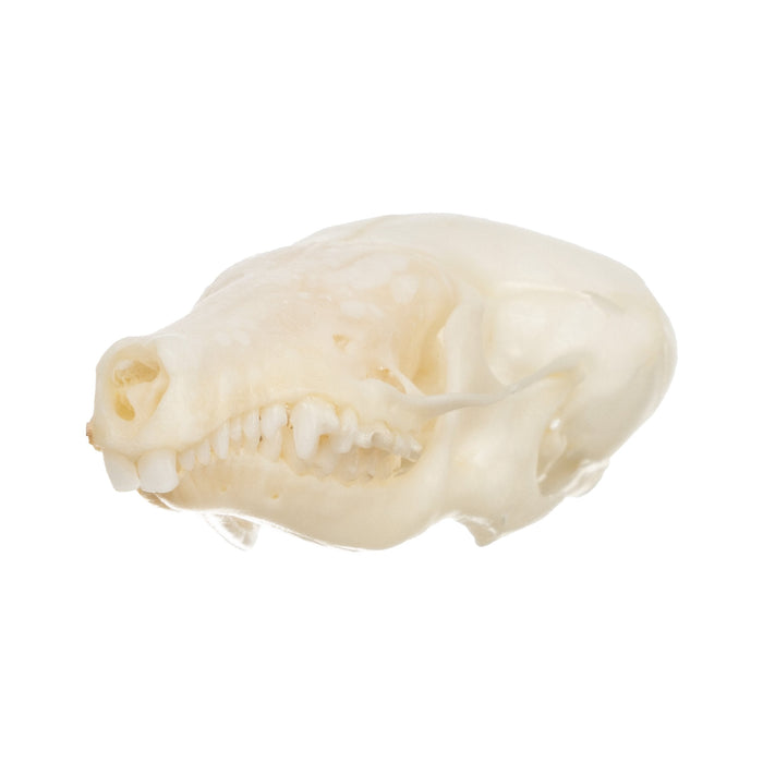 Real Coast Mole Skull