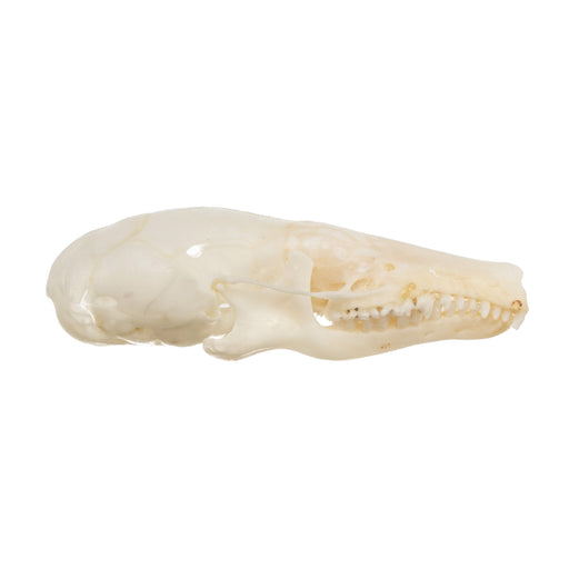 Real Coast Mole Skull