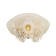 Real Coast Mole Skull
