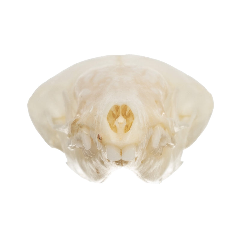 Real Coast Mole Skull