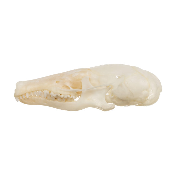 Real Coast Mole Skull