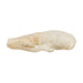 Real Coast Mole Skull