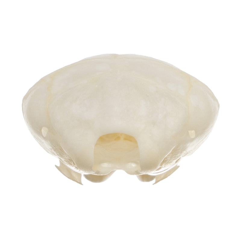 Real Coast Mole Skull