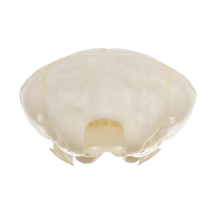 Real Coast Mole Skull