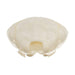 Real Coast Mole Skull