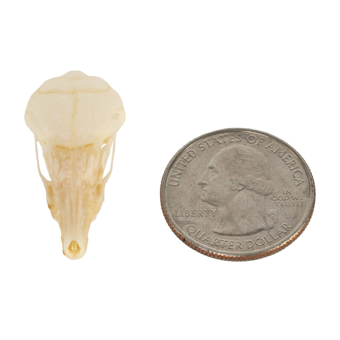 Real Coast Mole Skull