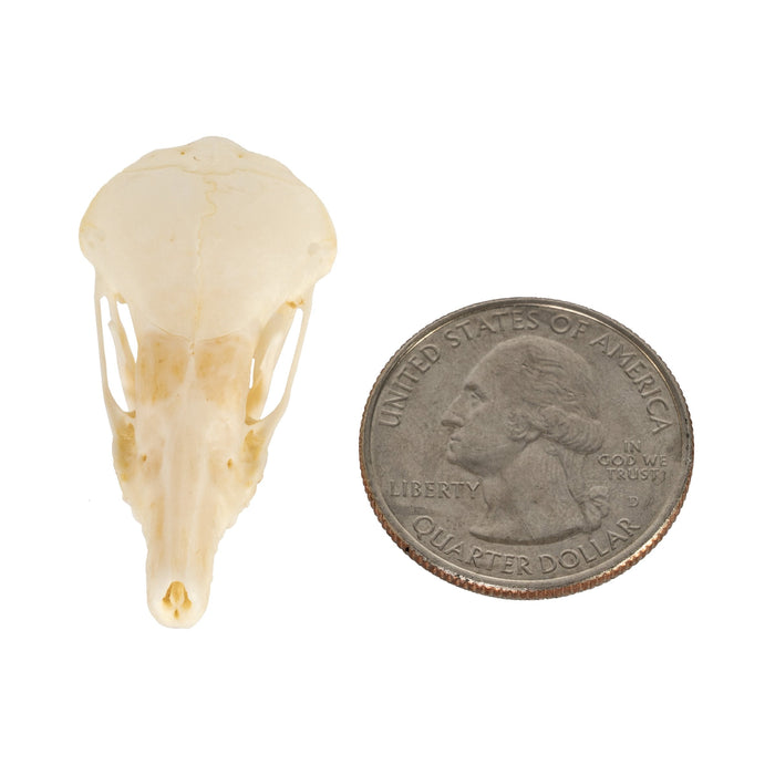 Real Townsend's Mole Skull