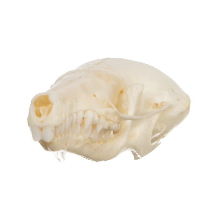 Real Townsend's Mole Skull
