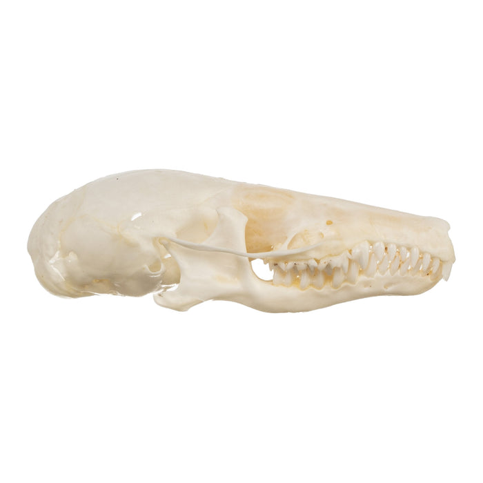 Real Townsend's Mole Skull