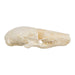 Real Townsend's Mole Skull
