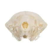 Real Townsend's Mole Skull