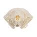 Real Townsend's Mole Skull