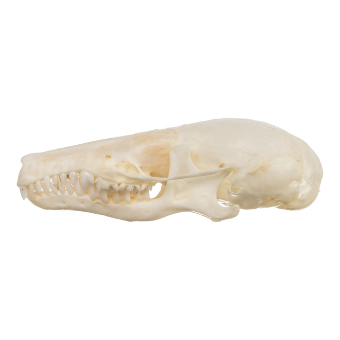 Real Townsend's Mole Skull