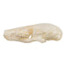 Real Townsend's Mole Skull