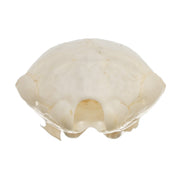Real Townsend's Mole Skull