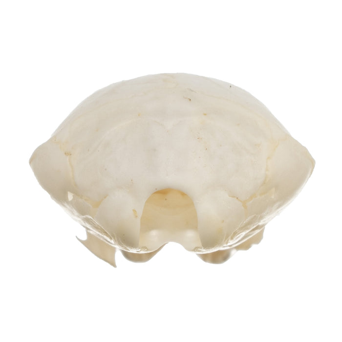 Real Townsend's Mole Skull