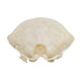 Real Townsend's Mole Skull