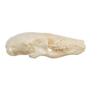 Real Townsend's Mole Skull