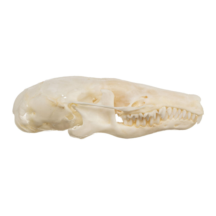 Real Townsend's Mole Skull
