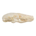 Real Townsend's Mole Skull