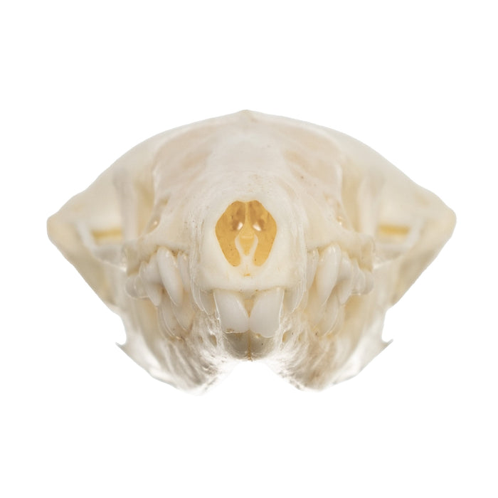 Real Townsend's Mole Skull