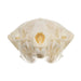 Real Townsend's Mole Skull
