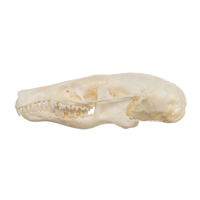 Real Townsend's Mole Skull