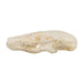 Real Townsend's Mole Skull