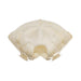 Real Townsend's Mole Skull