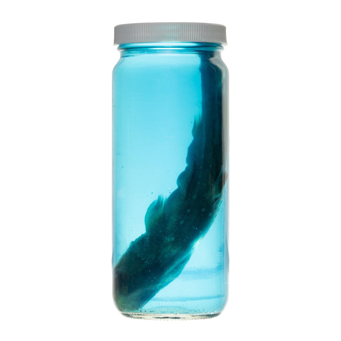 Real Wet Specimen in Alcohol - Spiny Dogfish Shark
