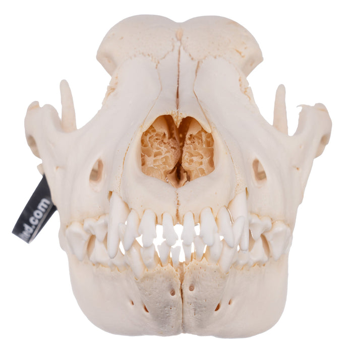Real Domestic Dog Skull - Adolescent Great Dane