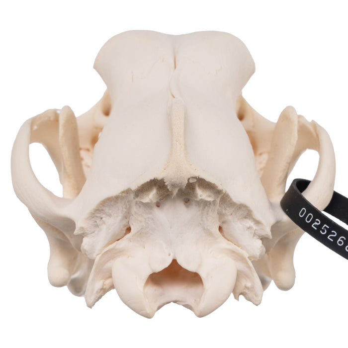 Real Domestic Dog Skull - Adolescent Great Dane