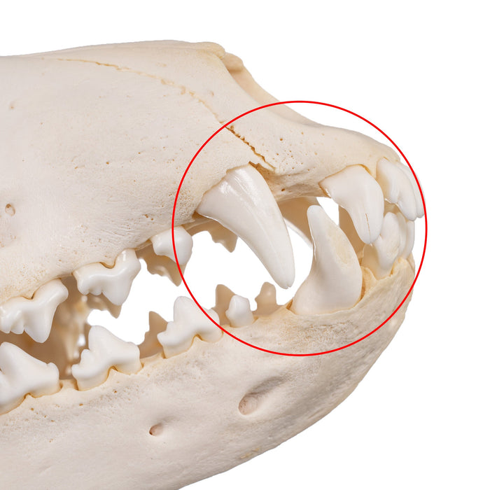 Real Domestic Dog Skull - Adolescent Great Dane
