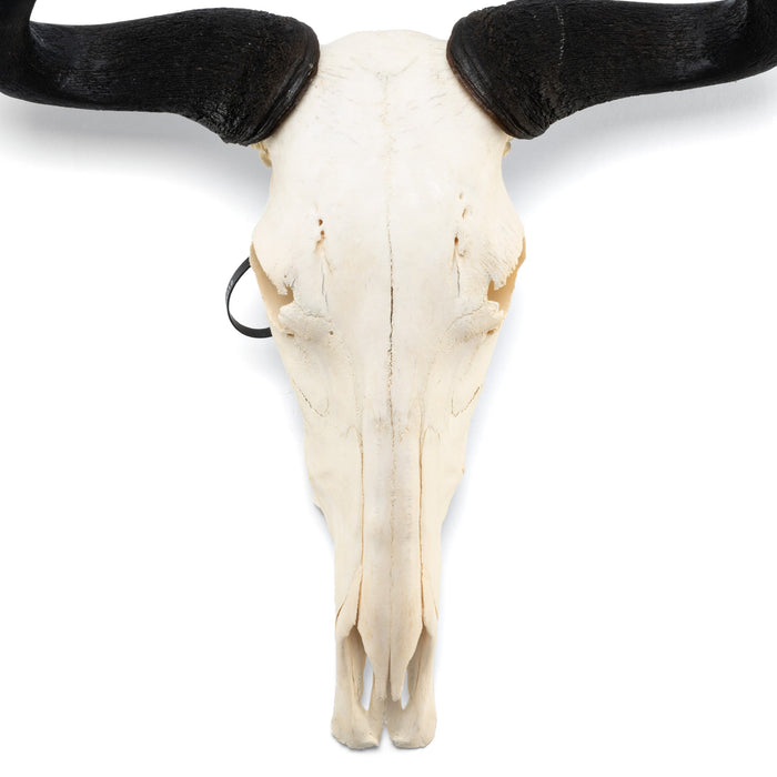 Real Blue Wildebeest Skull
