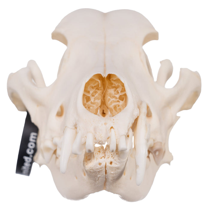Real Domestic Dog Skull - Husky with Pathology