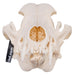 Real Domestic Dog Skull - Husky with Pathology