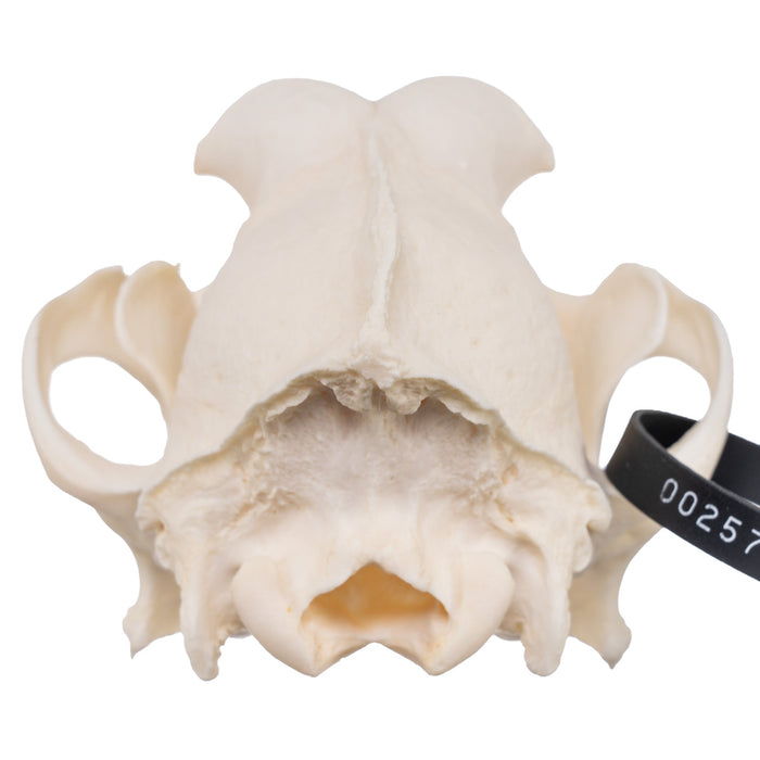 Real Domestic Dog Skull - Husky with Pathology