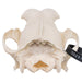 Real Domestic Dog Skull - Husky with Pathology